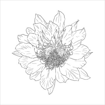 isolated black and white flower of Echinopsis calochlora on white background, vector illustration