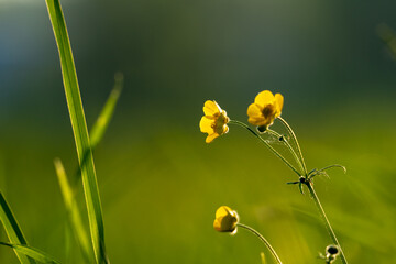 Ranunculus flower in a meadow morning