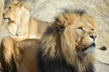 Male African lion at Colchester Zoo