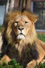 Fototapeta na wymiar Male African lion at Colchester Zoo