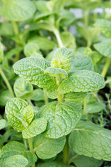 Marrakech mojito munt (Mentha spicata ‘Marrakech’)