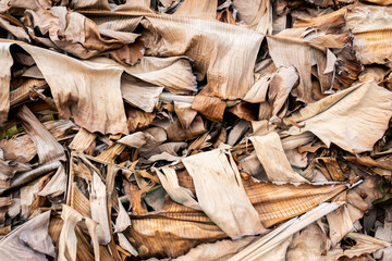background of dried leaves in autumn