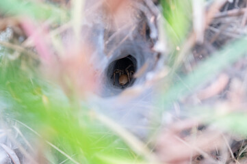 Spider hole weave specifically for any predators or preys