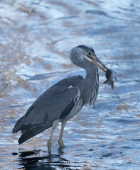 Gray herons catch fish in a flowing water one winter day.
