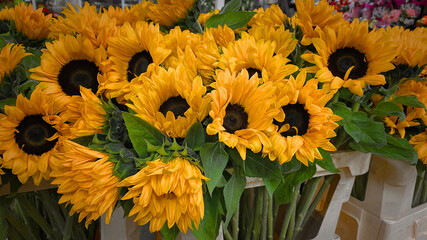 Sunflowers. Many sunflowers in a flower shop. Bright floral background. WEB banner format
