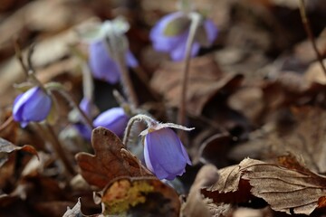 Knospendes Leberblümchen (Hepatica nobilis)
