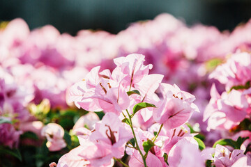 Close up of Bougainvillea glabra (paperflower). The plant is in flower throughout most of the year.