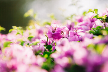 Close up of Bougainvillea glabra (paperflower). The plant is in flower throughout most of the year.