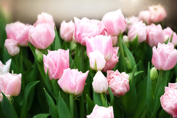 Bunch of pink tulips in full bloom on sunlight blurred background. Spring flowers
