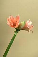A close-up photo of Amaryllis, a bulbous plant native of the Western Cape region of South Africa