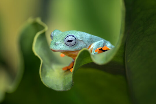 Green flying tree frog sitting on an anthurium leaf, Indonesia