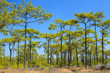Fototapeta premium Beautiful landscape from the pine forest in the national park, Thailand.