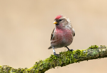 Redpoll bird close up ( Acanthis, flammea )