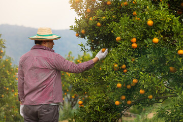 Farmer or gardener with glove checking orange on the tree.
