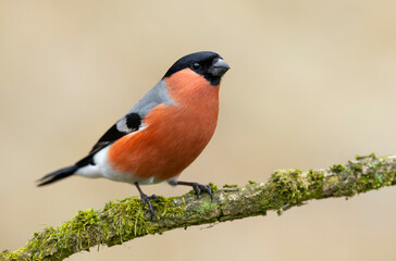 Eurasian bullfinch male ( Pyrrhula pyrrhula ) © Piotr Krzeslak