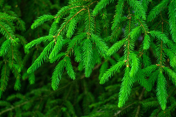 Green spruce branches hang from the tree on a green background