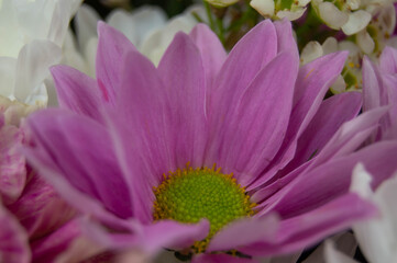 close-up of a purple-pink gerbera flower among white blurred flowers