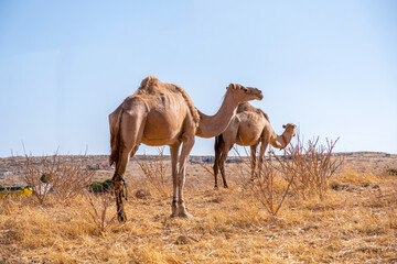 Camel life in the village