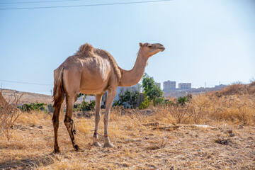 Camel life in the village