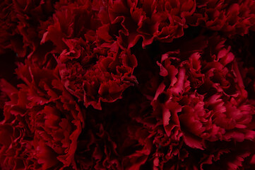 Background with dark red carnation flowers on a black background