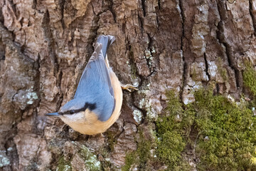 Nuthatch (Sitta europaea) Eurasian nuthatch bird perching on a tree