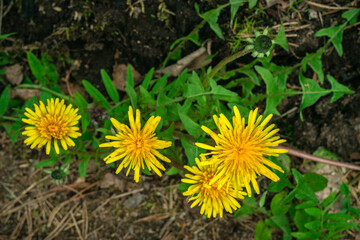 Yellow flowers of a field dandelion on a bed