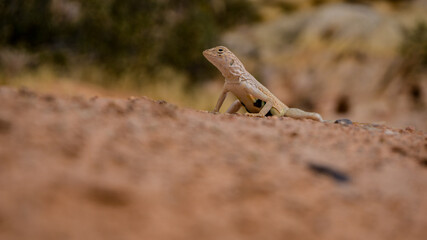 Mojave fringe-toed (Uma inornata) lizard in the Mojave desert, USA