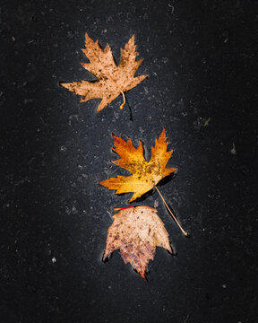 Autumn leaves isolated on dark background. © Karol