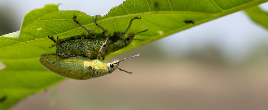 Gold Dust weevill on maiting , Gold-dust weevils' Fertilization. A Kind of Bugs or Insects Fertilization , Bugs Maiting