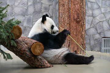 A giant black and white panda is eating bamboo. Large animal close-up.