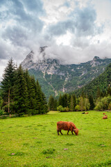Fototapeta na wymiar Highland cow in the Italian Dolomites, South Tyrol, Italy.