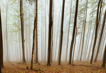 Autumnal misty foggy forest view. Trees are covered by morning fog. Traveling in Slovakia mountains.
