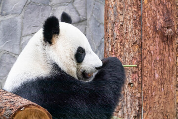 Obraz premium A giant black and white panda is eating bamboo. Large animal close-up.