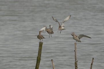 Curlews flying and some perched