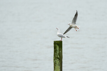 Black-headed gull flying closer to its mate