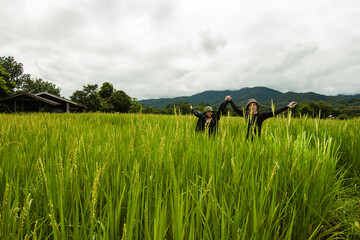 The couple in the rice field