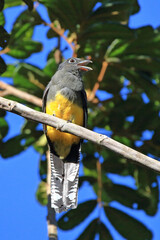 Green-backed female Trogon (Trogon viridis) perched on a branch.