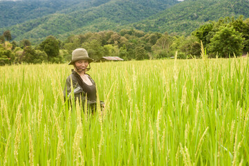 The solo traveler on the rice field