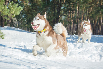 In winter, two huskies walk in the snowy forest.