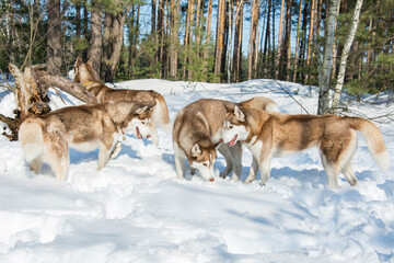 Fototapeta na wymiar In winter, four huskies walk in the snowy forest.