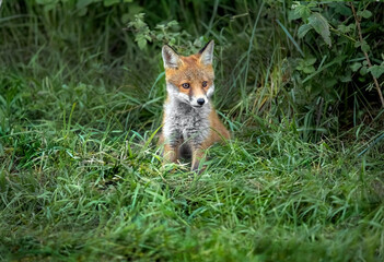 Fox cub on the grass, close up in Scotland, uk, in the springtime