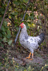 chickens through the natural farm. poultry feeding on the grass during summer season. portrait of young hen with colored feathers