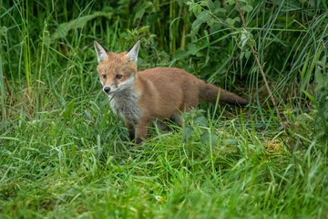 Fox cub on the grass, close up in Scotland, uk, in the springtime