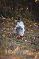 chickens through the natural farm. poultry feeding on the grass during summer season. portrait of young hen with colored feathers