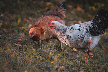 chickens through the natural farm. poultry feeding on the grass during summer season. portrait of young hen with colored feathers