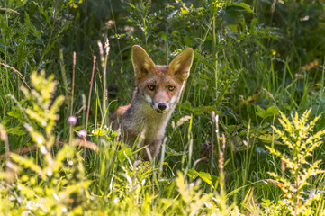 Fox on the prowl, looking for food in a field in Scotland, u.k