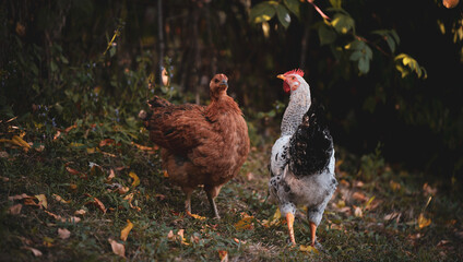 chickens through the natural farm. poultry feeding on the grass during summer season. portrait of young hen with colored feathers