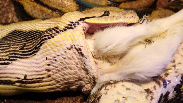 reticulated python closeup swallowing baby goat slomo