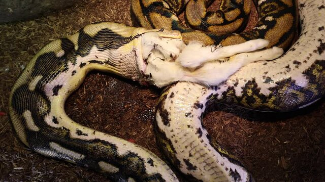 reticulated python wide view of muscles and swallowing baby goat in action