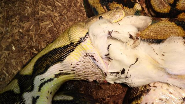 reticulated python using separated jaw to swallow baby goat